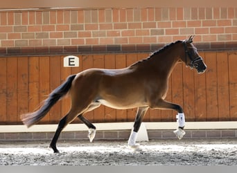 Pony tedesco, Castrone, 3 Anni, 144 cm, Baio