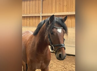 Pony tedesco, Castrone, 3 Anni, 144 cm, Baio