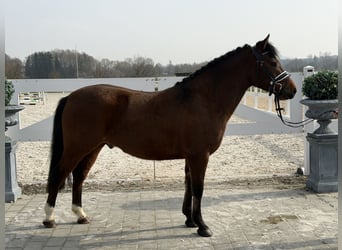 Pony tedesco Mix, Castrone, 3 Anni, 144 cm, Baio