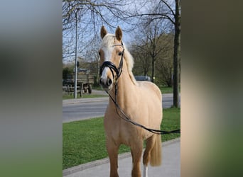 Pony tedesco, Castrone, 3 Anni, 144 cm, Palomino