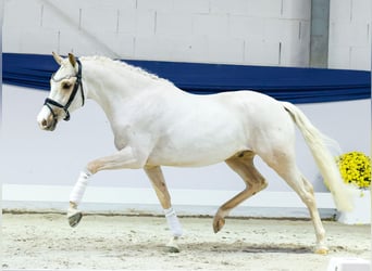 Pony tedesco, Castrone, 3 Anni, 144 cm, Palomino