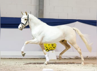 Pony tedesco, Castrone, 3 Anni, 144 cm, Palomino