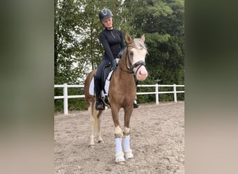 Pony tedesco, Castrone, 3 Anni, 144 cm, Palomino