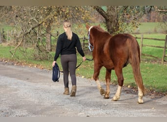 Pony tedesco Mix, Castrone, 3 Anni, 144 cm, Sauro