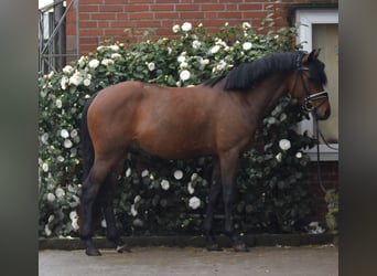 Pony tedesco, Castrone, 3 Anni, 145 cm, Baio