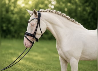 Pony tedesco, Castrone, 3 Anni, 145 cm, Cremello