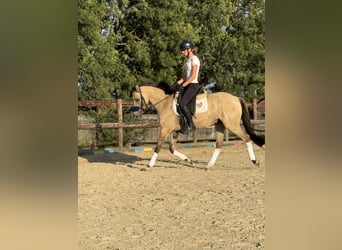 Pony tedesco, Castrone, 3 Anni, 145 cm, Falbo