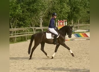 Pony tedesco, Castrone, 3 Anni, 145 cm, Falbo