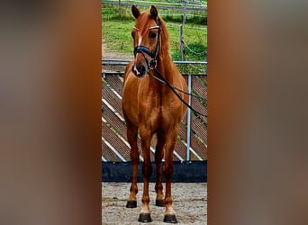 Pony tedesco, Castrone, 3 Anni, 145 cm, Red dun