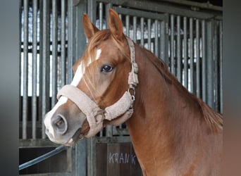 Pony tedesco, Castrone, 3 Anni, 145 cm, Sauro