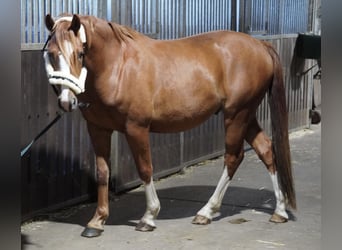 Pony tedesco, Castrone, 3 Anni, 145 cm, Sauro