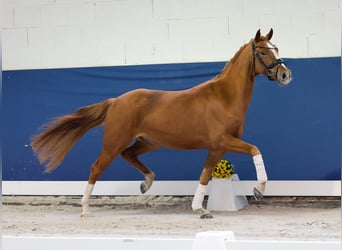 Pony tedesco, Castrone, 3 Anni, 145 cm, Sauro