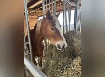 Pony tedesco, Castrone, 3 Anni, 145 cm, Sauro
