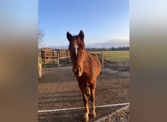 Pony tedesco, Castrone, 3 Anni, 145 cm, Sauro scuro