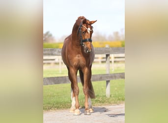 Pony tedesco, Castrone, 3 Anni, 145 cm, Sauro scuro