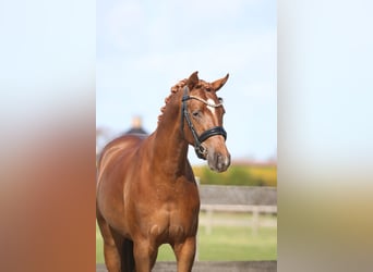 Pony tedesco, Castrone, 3 Anni, 145 cm, Sauro scuro