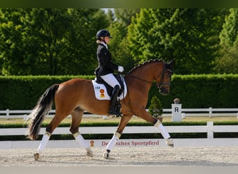 Pony tedesco, Castrone, 3 Anni, 146 cm, Baio