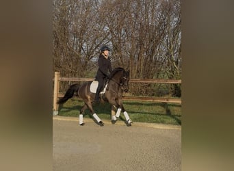Pony tedesco, Castrone, 3 Anni, 146 cm, Baio nero