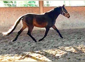 Pony tedesco, Castrone, 3 Anni, 146 cm, Baio scuro