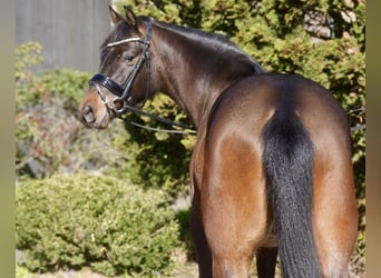 Pony tedesco, Castrone, 3 Anni, 146 cm, Baio scuro