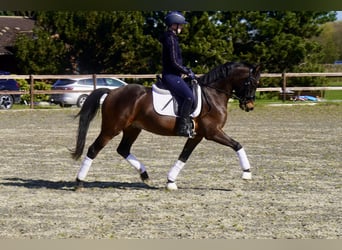 Pony tedesco, Castrone, 3 Anni, 146 cm, Baio scuro