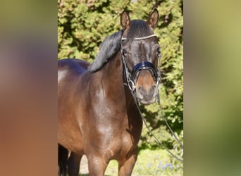 Pony tedesco, Castrone, 3 Anni, 146 cm, Baio scuro
