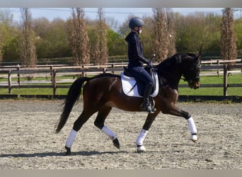 Pony tedesco, Castrone, 3 Anni, 146 cm, Baio scuro
