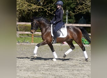 Pony tedesco, Castrone, 3 Anni, 146 cm, Baio scuro