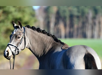 Pony tedesco, Castrone, 3 Anni, 146 cm