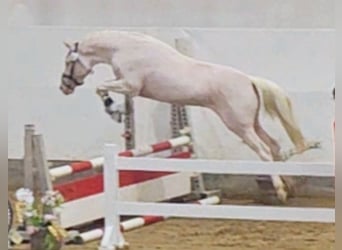 Pony tedesco, Castrone, 3 Anni, 146 cm, Cremello