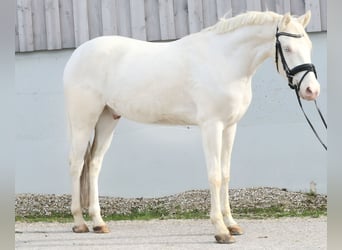 Pony tedesco, Castrone, 3 Anni, 146 cm, Cremello