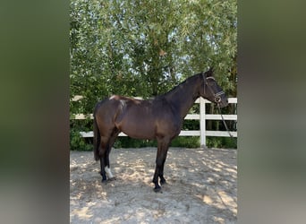 Pony tedesco, Castrone, 3 Anni, 146 cm, Morello