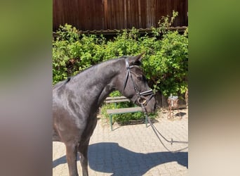Pony tedesco, Castrone, 3 Anni, 146 cm, Morello