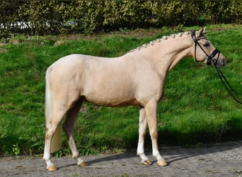 Pony tedesco, Castrone, 3 Anni, 146 cm, Palomino