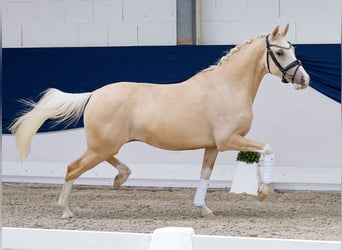 Pony tedesco, Castrone, 3 Anni, 146 cm, Palomino