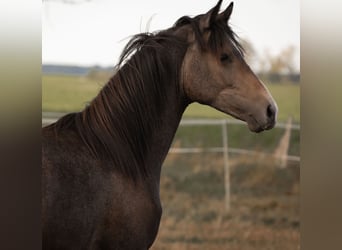Pony tedesco, Castrone, 3 Anni, 146 cm, Può diventare grigio