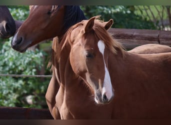 Pony tedesco, Castrone, 3 Anni, 146 cm, Sauro
