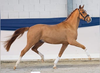Pony tedesco, Castrone, 3 Anni, 146 cm, Sauro