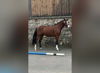 Pony tedesco, Castrone, 3 Anni, 147 cm, Baio