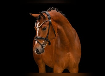 Pony tedesco, Castrone, 3 Anni, 147 cm, Baio