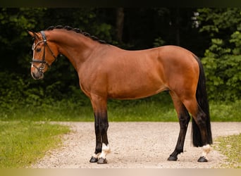 Pony tedesco, Castrone, 3 Anni, 147 cm, Baio