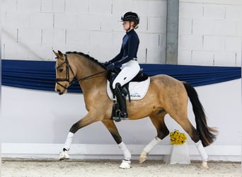 Pony tedesco, Castrone, 3 Anni, 147 cm, Falbo
