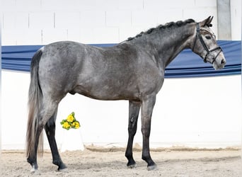 Pony tedesco, Castrone, 3 Anni, 147 cm, Grigio