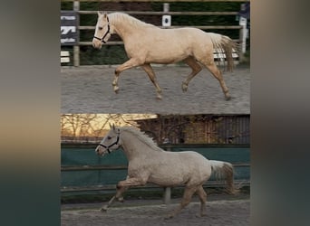 Pony tedesco, Castrone, 3 Anni, 147 cm, Palomino