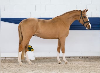 Pony tedesco, Castrone, 3 Anni, 147 cm, Sauro