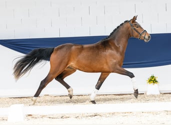 Pony tedesco, Castrone, 3 Anni, 148 cm, Baio