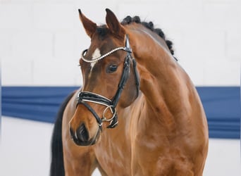 Pony tedesco, Castrone, 3 Anni, 148 cm, Baio