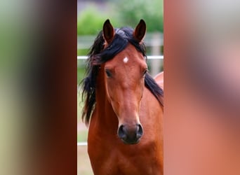 Pony tedesco, Castrone, 3 Anni, 148 cm, Baio
