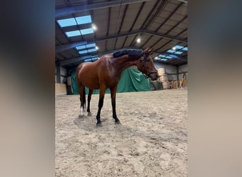 Pony tedesco, Castrone, 3 Anni, 148 cm, Baio