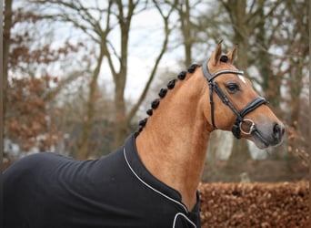 Pony tedesco, Castrone, 3 Anni, 148 cm, Falbo